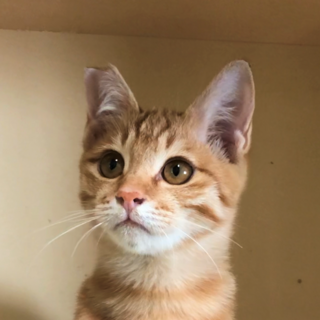 茶トラ子猫*元気なかわいい男の子