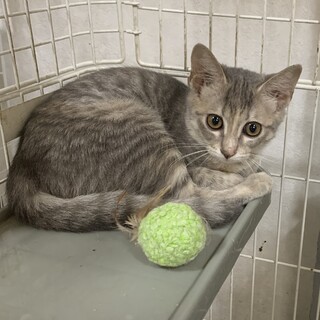 パステルサビの子猫♀