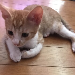 3カ月子猫里親募集