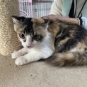 長毛の三毛の子猫♀