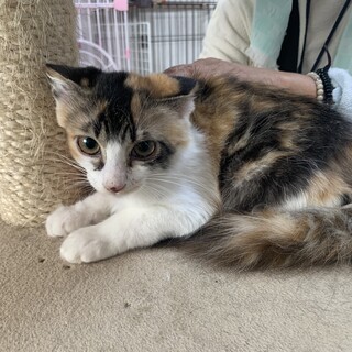 長毛の三毛の子猫♀