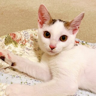 色白美人のいずみちゃん