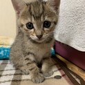 チャコールグレーのキジトラ(サビ？)の子猫♀