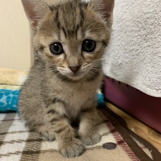 チャコールグレーのキジトラ(サビ？)の子猫♀