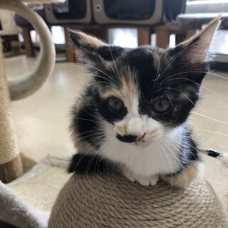 里親様を募集しております。