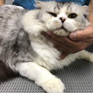 ☆貫録顔のスコティッシュフォールド男の子♂☆