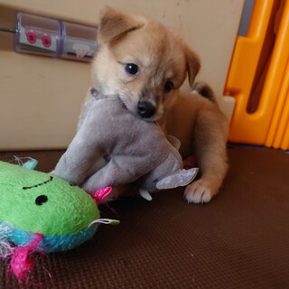 1.5ヶ月齢・キュートなお顔の“がんも君”