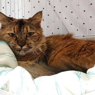 もふもふのモフちゃん、女の子