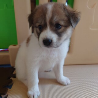 1.5 ヶ月齢・ヤンチャも魅力な“あつあげちゃん”