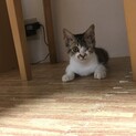 雄の子猫。里親さん募集！！