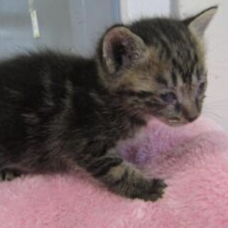 里親様に迎えられました。子猫♂144