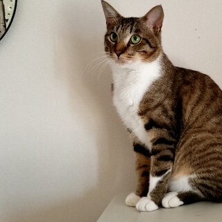 怖がり→甘えん坊！キラキラグリーンアイのジェット君