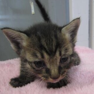 里親様に迎えられました。子猫♂146