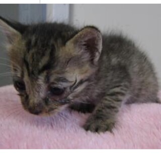 里親様に迎えられました。子猫♀147