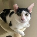甘えん坊で遊ぶの大好き♪ハート耳 ぼんちゃん 1歳