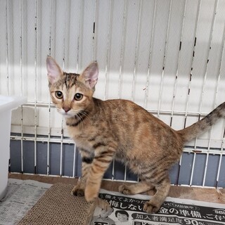 めちゃめちゃ懐っこい『麦わらの女の子』推定４カ月