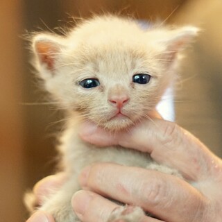 天使＊1.5ヶ月薄茶＊ノミダニ駆除済み