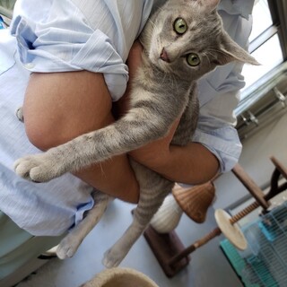 活発で懐っこい『灰トラの男の子』推定４カ月