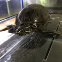 ミシシッピニオイガメ　応募ありがとうございました