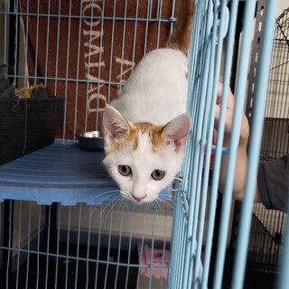 懐っこい『白茶の男の子』推定３カ月（茶トラの兄弟）