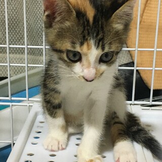 愛護センターレスキュー☆あさひちゃん2ヶ月
