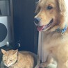 早く大人になってくれニャーッ