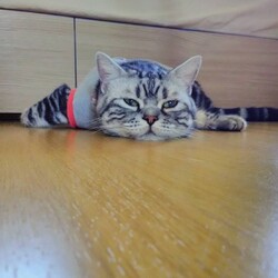 我が家の次男坊