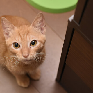 茶トラのヒューゴ