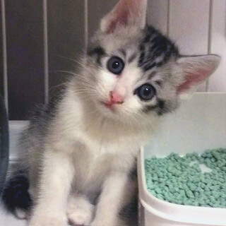 優しくておしゃまな子猫です=^_^=