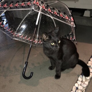 グリーンアイズが神秘的な黒猫女の子