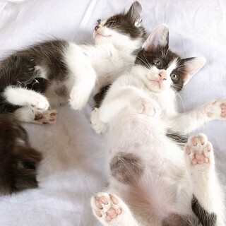 人懐こい子猫の里親探しています！