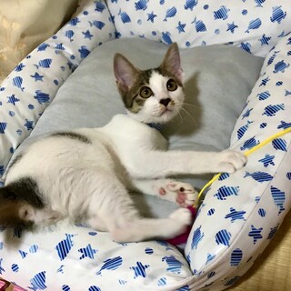 （代理募集）生後約２ヶ月のキジ白の男の子です