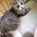 ラガマフィンのみたらいちゃん