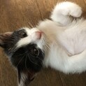 可愛い仔猫たちの里親さん募集です