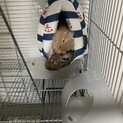 デグー2匹　お願いします