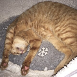 甘えん坊の茶トラ