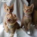 1ヶ月　茶トラ3兄妹　ブルー♂＆ピンク♀＆紫♀
