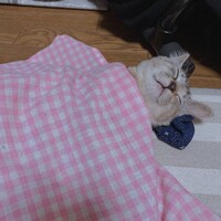ぽん酢
