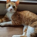 【保護しています】人懐こくて賢い猫ちゃんです