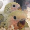 美声インコ