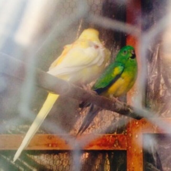 美声インコのカバー写真
