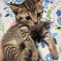 キジトラ♀　生後2ヶ月