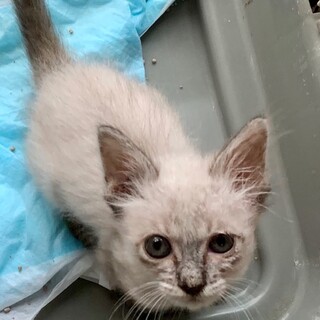 icat-W964　ゴロニャン可愛い♪