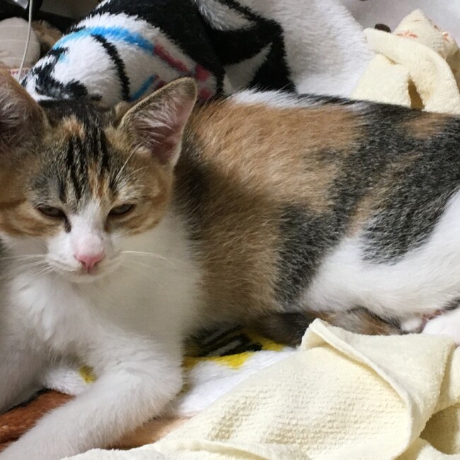 マープルのカバー写真