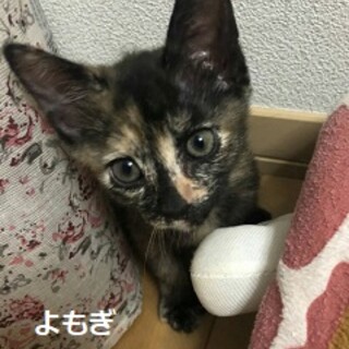 6ヶ月　3兄妹の残り福　サビ猫よもぎちゃん