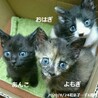 6ヶ月　3兄妹の残り福　サビ猫よもぎちゃん サムネイル2
