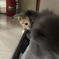 親猫を亡くしたノラちゃん3匹