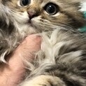 ペルシャ猫♀2ヶ月くらいです