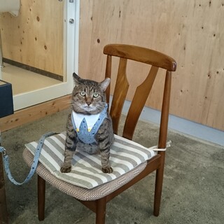 ★人懐こくて穏やかなリリーくん♂推定8歳★