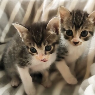 クリッとお目めの２匹兄妹(生後１ヶ月半）